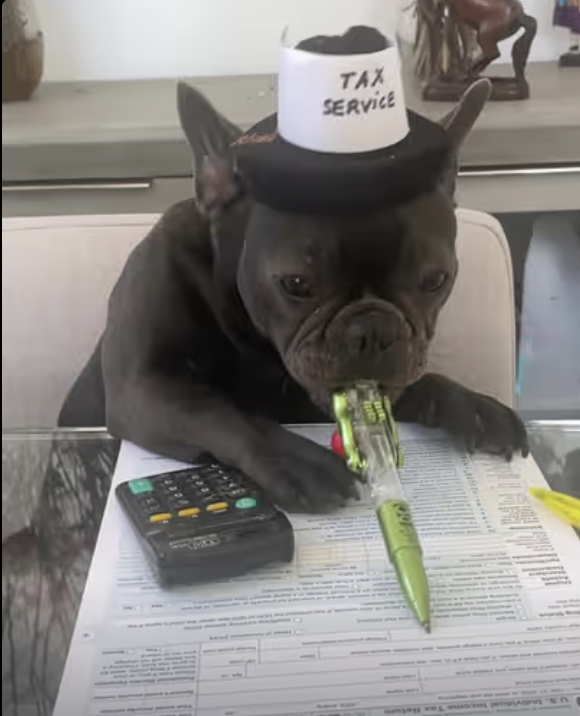 Frenchie Takes on Tax Season! 🐾💼”